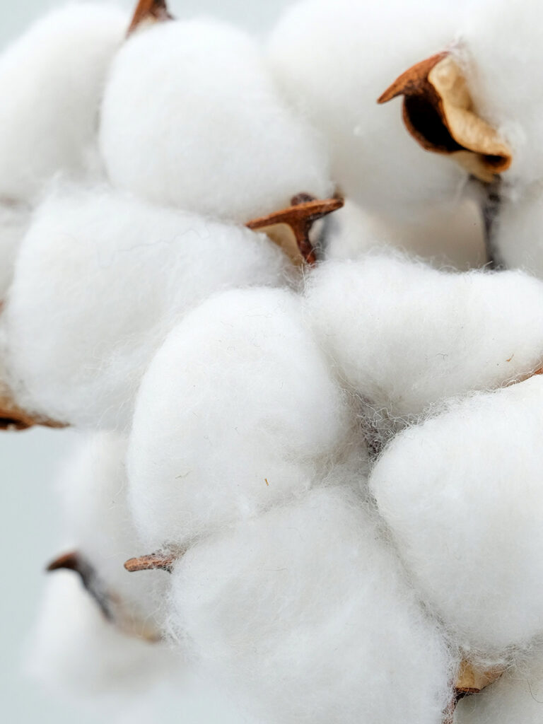 Les textiles et enjeux économiques - Fleur de coton
Photo Mehmet Keskin - Unsplash
      