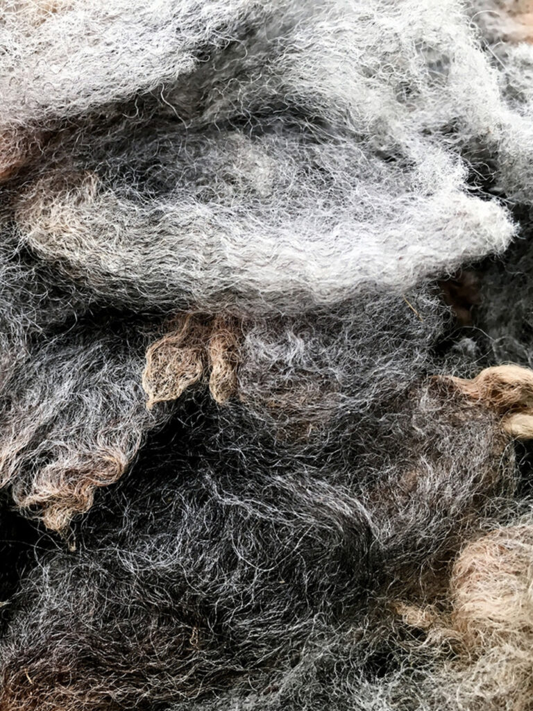 Les textiles et enjeux économiques - Laine