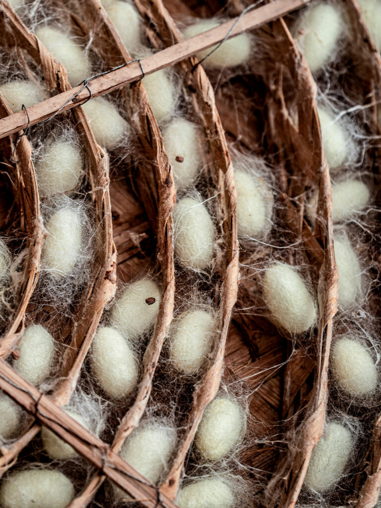 Les textiles et enjeux économiques - Vers à soie.
Photo Anil Sharma - Pexels