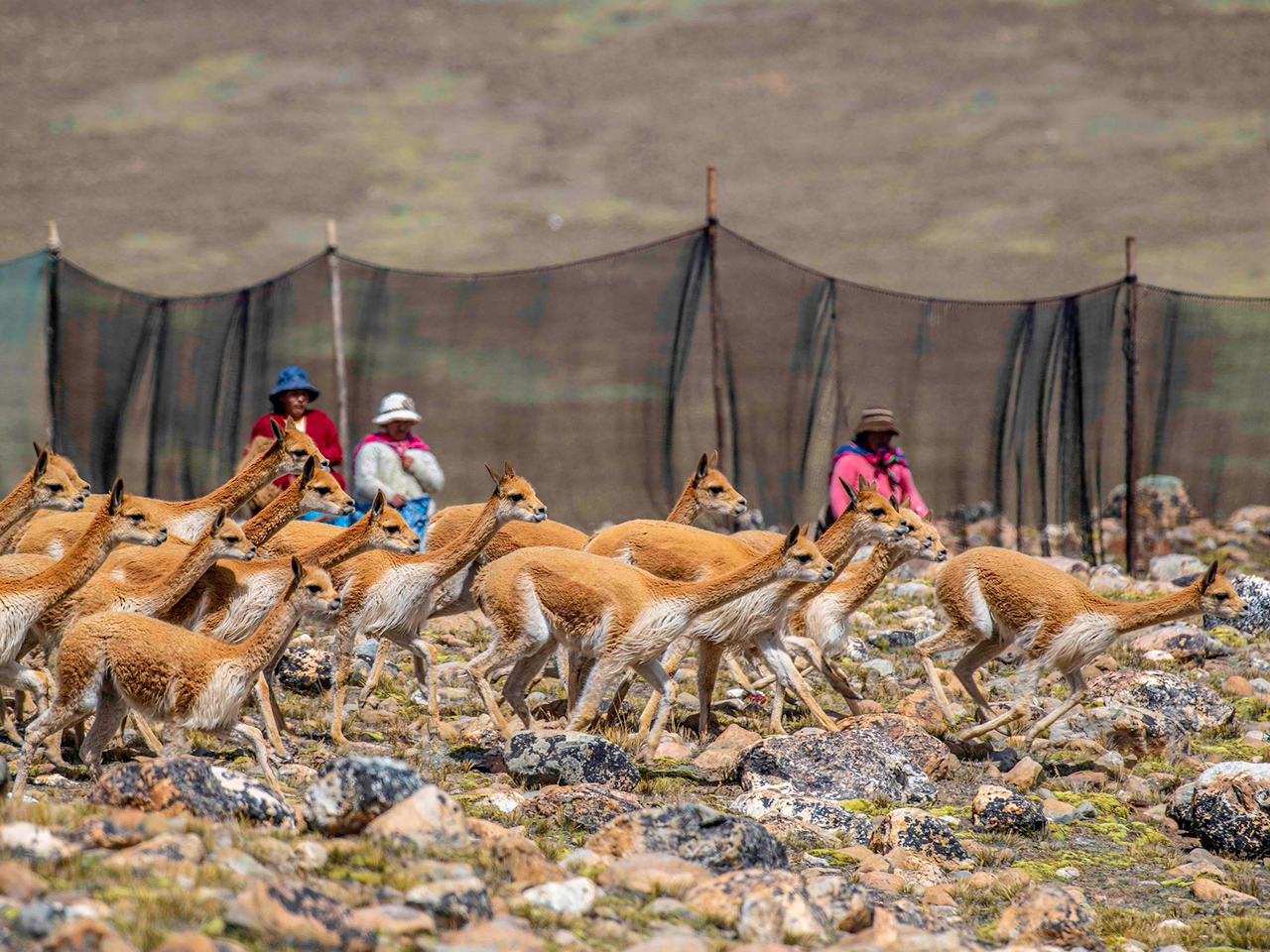 "Bolivia 26-021 Vicuña capturing in Apolobamba protected area, Credit - Omar Torrico" by darwin_initiative is licensed under CC BY-NC-SA 2.0.