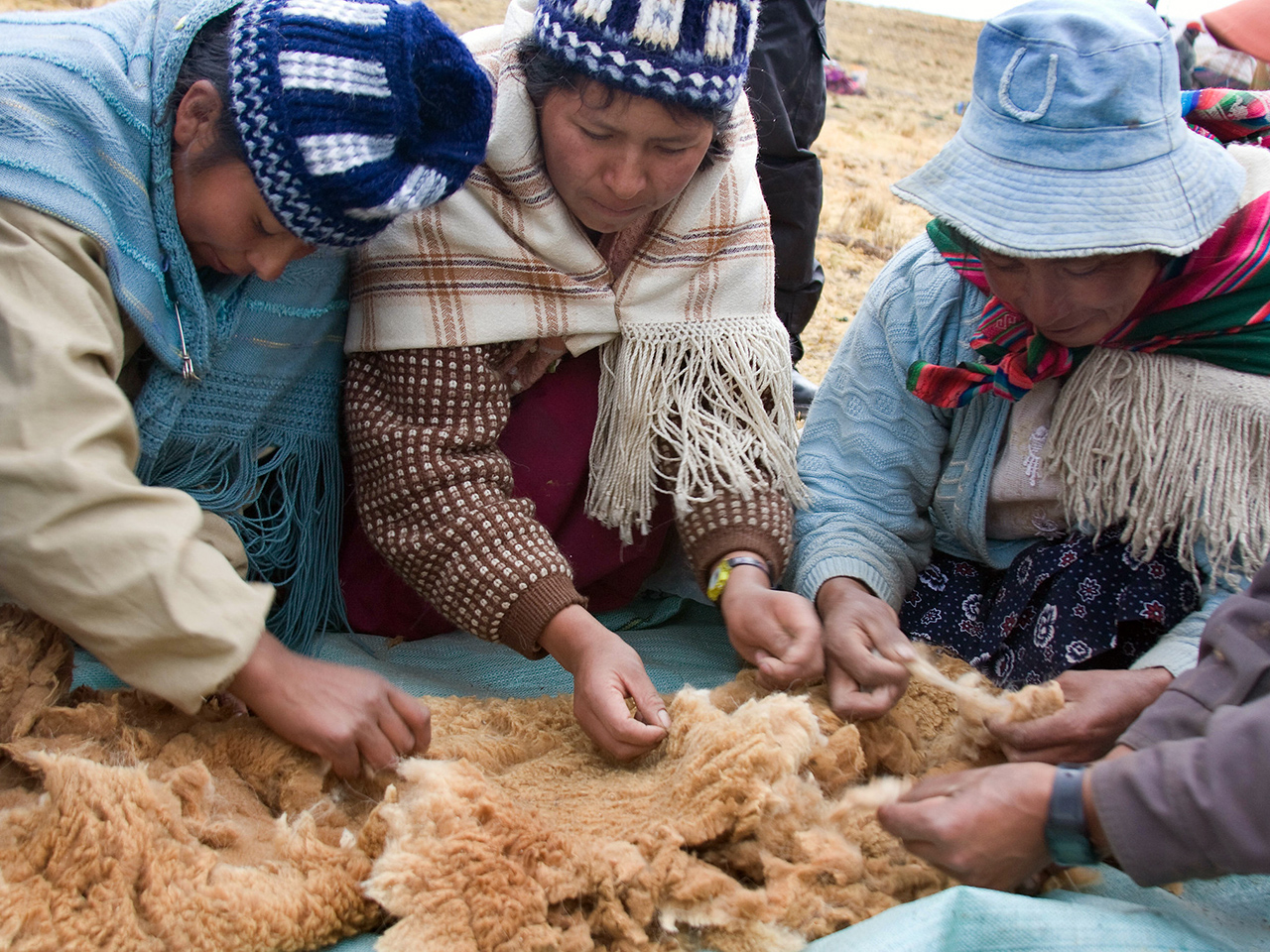 "Bolivia 26-021 Women vicuña handlers leaning fiber fleece, Credit - Eleanor Briggs" by darwin_initiative is licensed under CC BY-NC-SA 2.0.