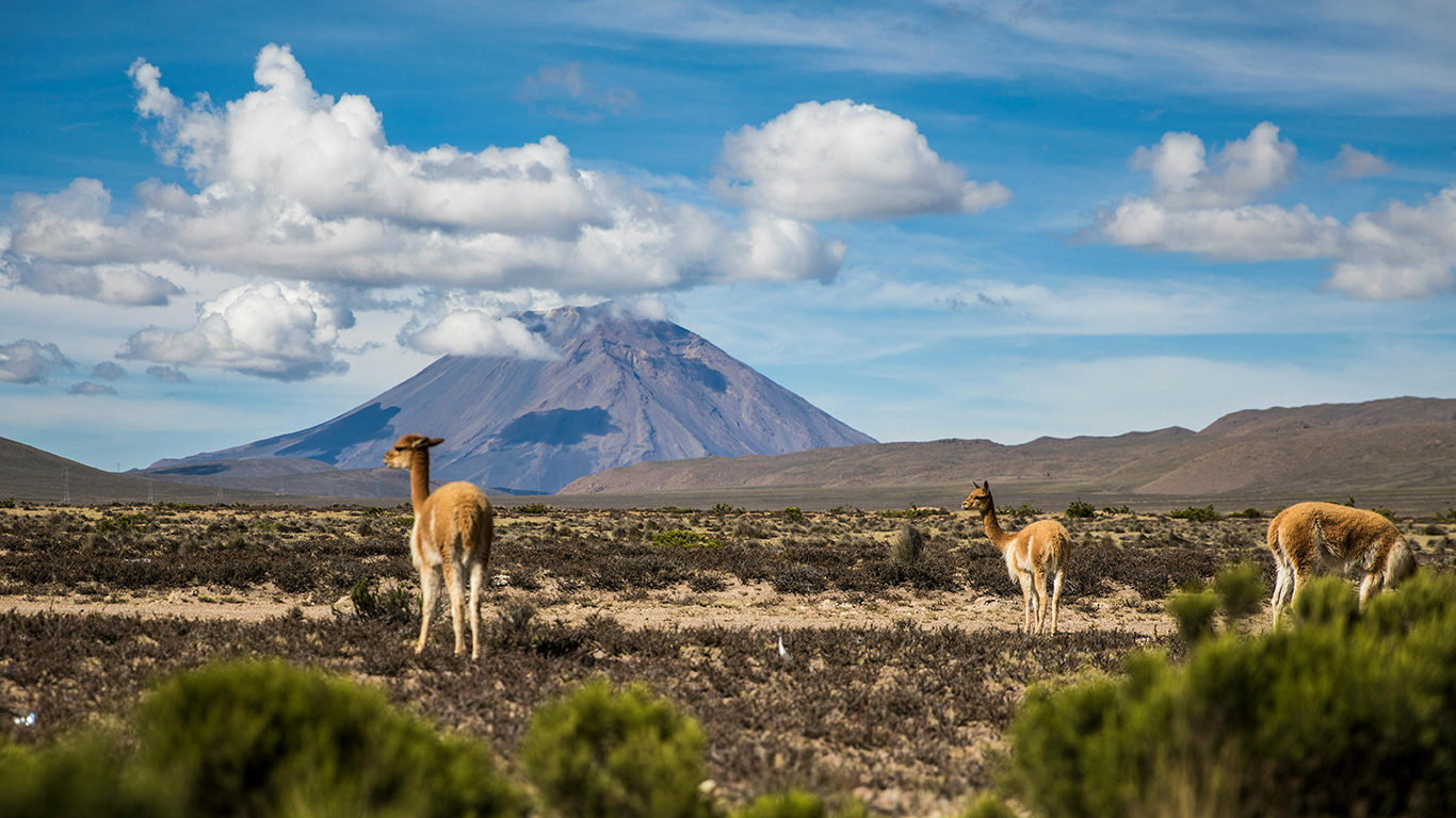 Vigognes au Pérou dans les Andes - Photo Maria Camila Castaño @Pexels