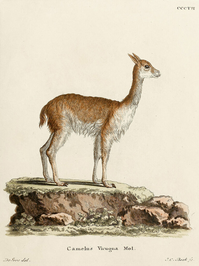 Vigogne - Les mammifères dans les illustrations de la nature (1778-1855) de Georg August Goldfuss, Johann Andreas Wagener et Johann Christian Daniel von Schreber.
