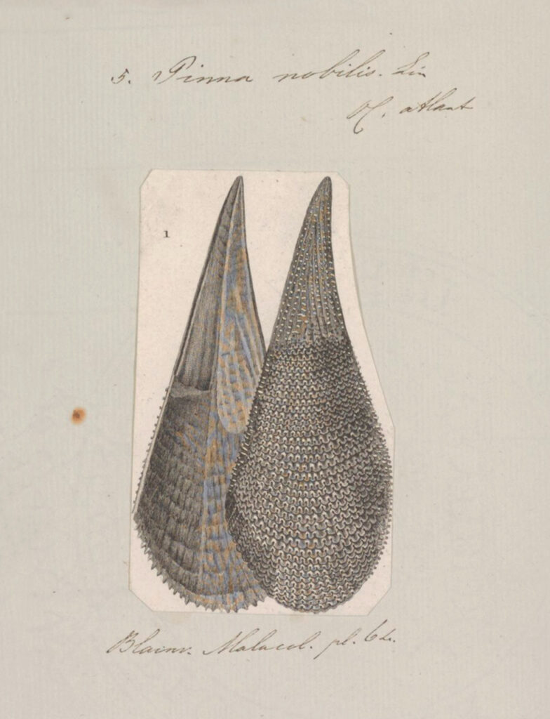 Pinna nobilis - Estampe
@Collections spéciales de l’Université d’Amsterdam