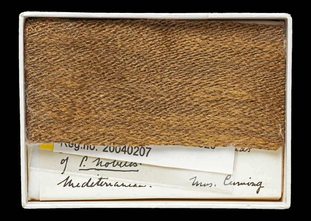 Pinna nobilis Linnaeus, 1758 - The Trustees of the Natural History Museum, London, United Kingdom