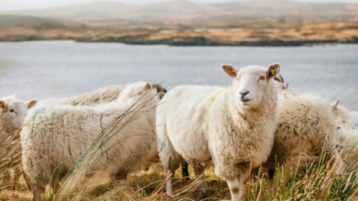 Fonds Régénératif pour la Nature